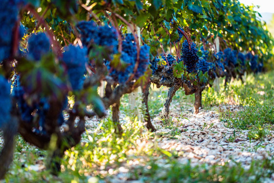 بافلجيناك المميزة التاريخية.. جزيرة من ألف جدار! صور صورة رقم 5