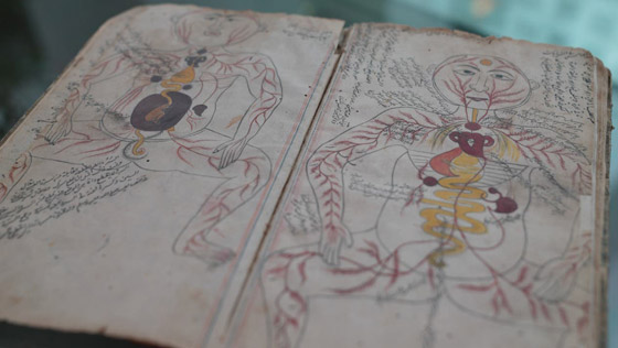 هل تعلمون أن هناك 5 أعضاء في جسمكم 