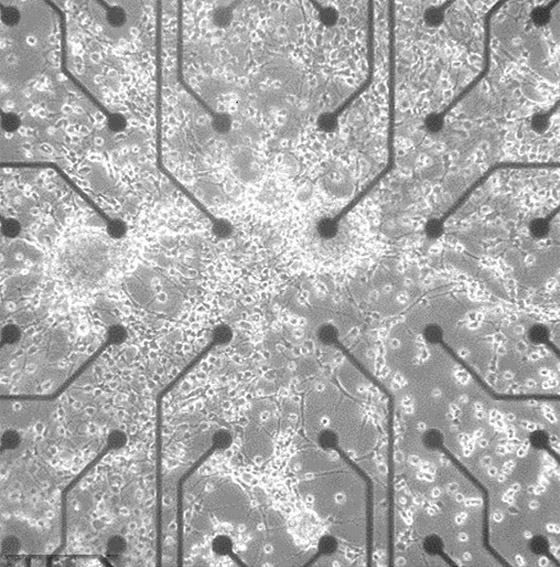 بالفيديو: ابتكار أول روبوت في العالم يفكر بدماغ صنعه العلماء! صورة رقم 2