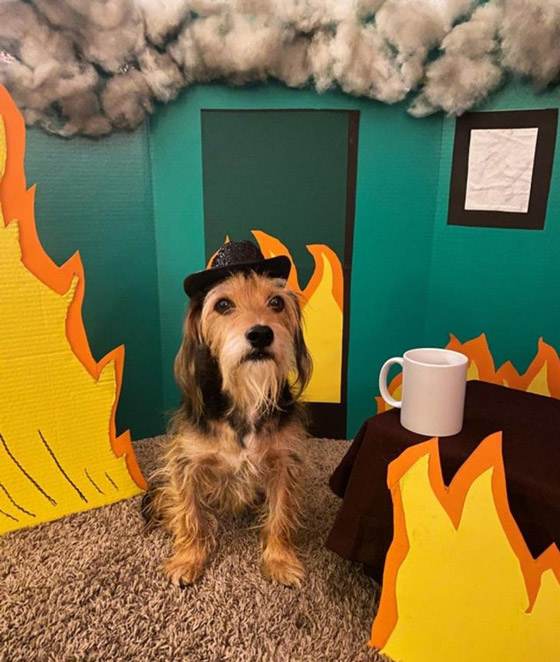 احتفالات الهالوين: صور ترصد أغرب وأطرف الأزياء حول العالم صورة رقم 12