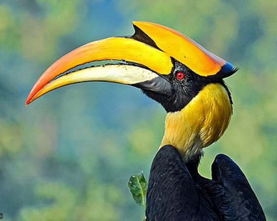 أكثر 10 حيوانات رومانسية في العالم صورة رقم 1