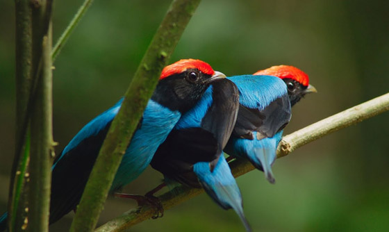 أكثر 10 حيوانات رومانسية في العالم صورة رقم 11