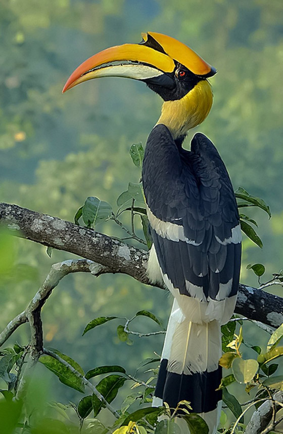 أكثر 10 حيوانات رومانسية في العالم صورة رقم 2