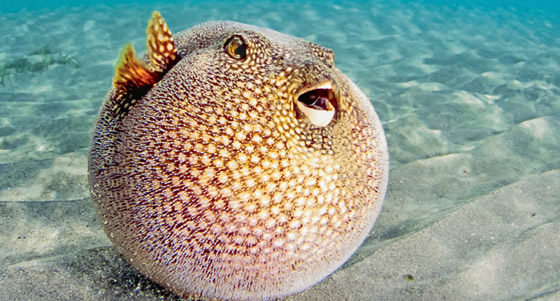 أكثر 10 حيوانات رومانسية في العالم صورة رقم 16