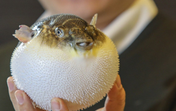 أكثر 10 حيوانات رومانسية في العالم صورة رقم 17