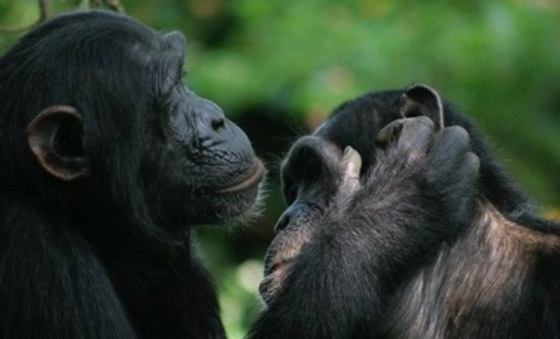 أكثر 10 حيوانات رومانسية في العالم صورة رقم 9