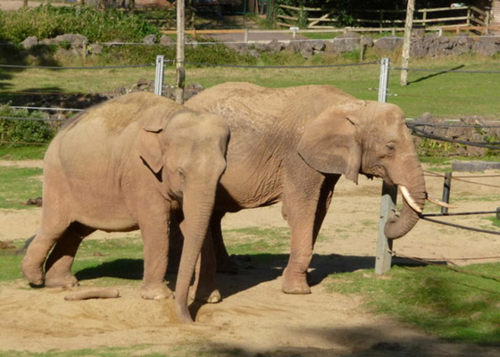 أكثر 10 حيوانات رومانسية في العالم صورة رقم 4