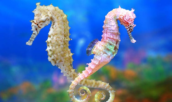 أكثر 10 حيوانات رومانسية في العالم صورة رقم 7