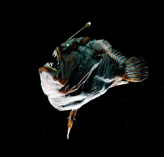 أكثر 10 حيوانات رومانسية في العالم صورة رقم 5