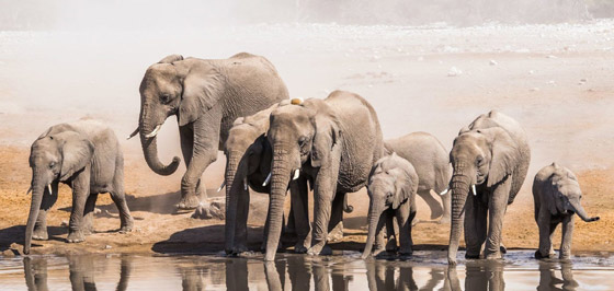 أكثر 10 حيوانات رومانسية في العالم صورة رقم 3