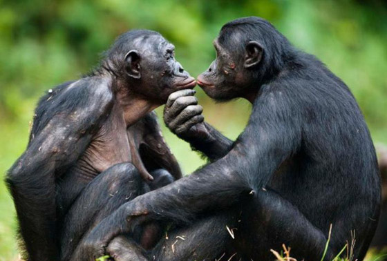 أكثر 10 حيوانات رومانسية في العالم صورة رقم 10