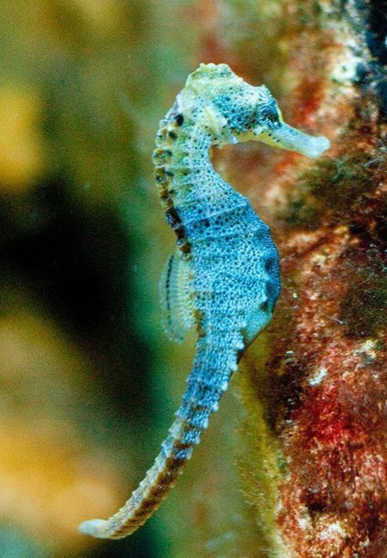 أكثر 10 حيوانات رومانسية في العالم صورة رقم 8