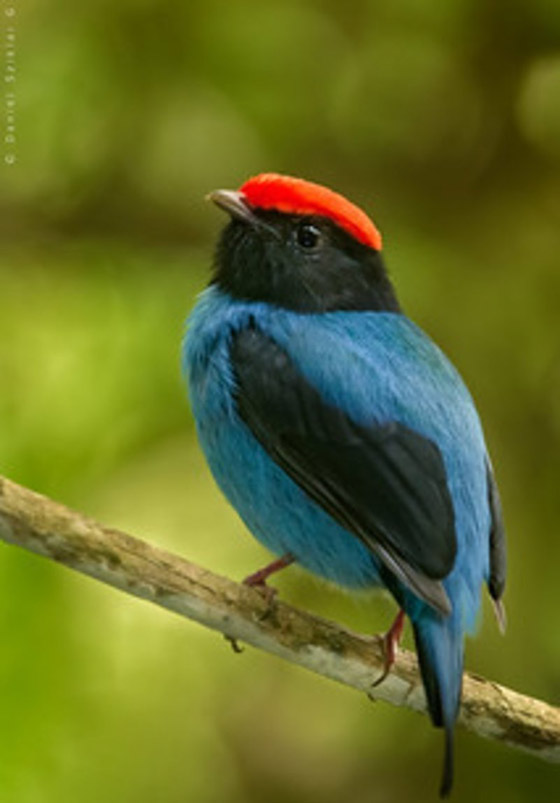 أكثر 10 حيوانات رومانسية في العالم صورة رقم 12