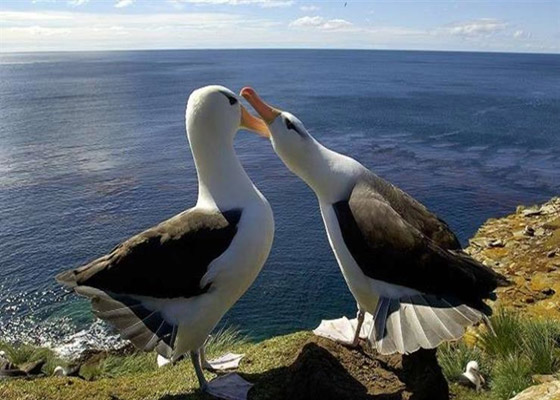 أكثر 10 حيوانات رومانسية في العالم صورة رقم 14