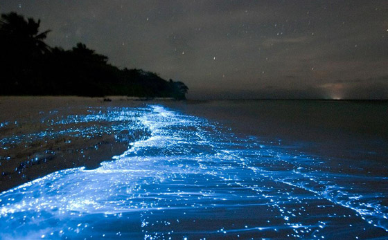 بالصور: أفضل الأماكن في العالم لمشاهدة التلألؤ البيولوجي الساحر صورة رقم 2 بالصور: أفضل الأماكن في العالم لمشاهدة التلألؤ البيولوجي الساحر صورة رقم 2