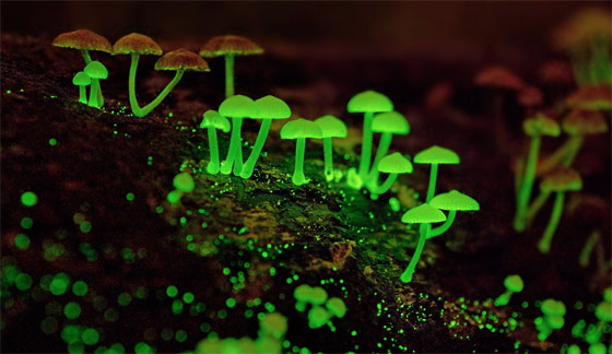 بالصور: أفضل الأماكن في العالم لمشاهدة التلألؤ البيولوجي الساحر صورة رقم 4 بالصور: أفضل الأماكن في العالم لمشاهدة التلألؤ البيولوجي الساحر صورة رقم 4