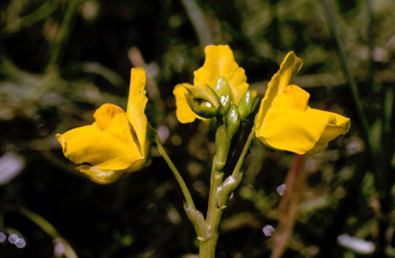 أصغر  زهور في العالم: هل صادفت أحدهم من قبل؟ صورة رقم 2