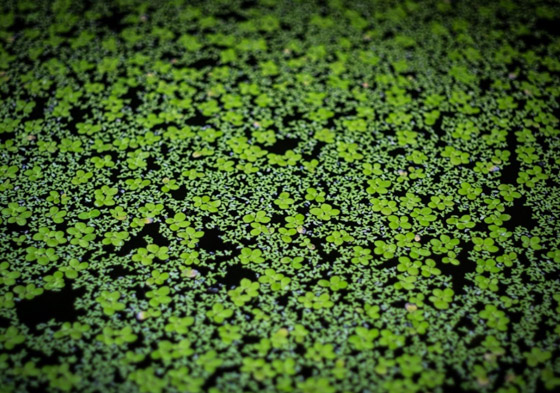 أصغر  زهور في العالم: هل صادفت أحدهم من قبل؟ صورة رقم 3