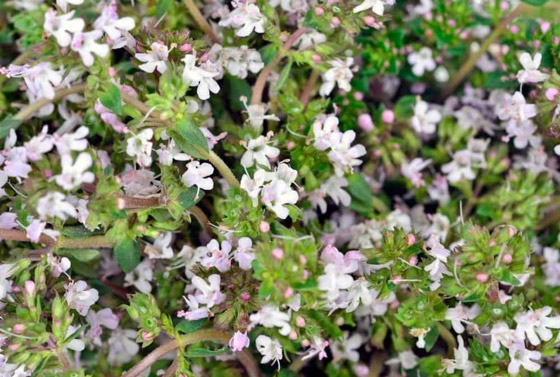 أصغر  زهور في العالم: هل صادفت أحدهم من قبل؟ صورة رقم 4