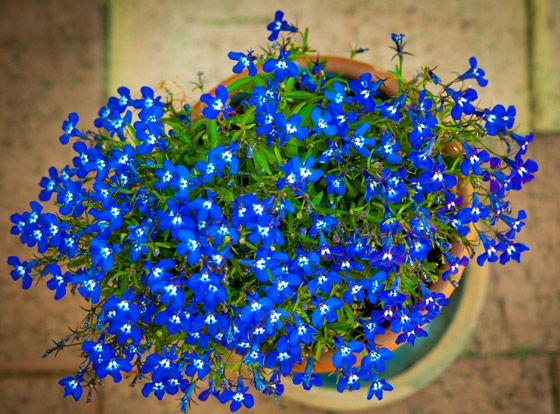 أصغر  زهور في العالم: هل صادفت أحدهم من قبل؟ صورة رقم 5