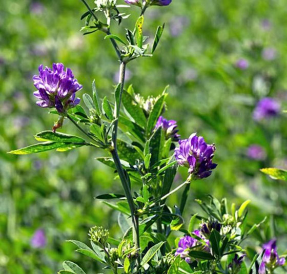 أصغر  زهور في العالم: هل صادفت أحدهم من قبل؟ صورة رقم 6