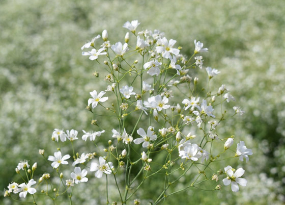 أصغر  زهور في العالم: هل صادفت أحدهم من قبل؟ صورة رقم 1