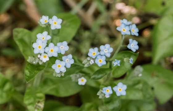 أصغر  زهور في العالم: هل صادفت أحدهم من قبل؟ صورة رقم 8