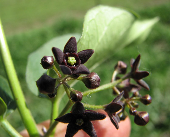 أصغر  زهور في العالم: هل صادفت أحدهم من قبل؟ صورة رقم 7