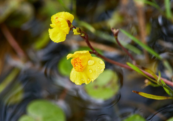 أصغر  زهور في العالم: هل صادفت أحدهم من قبل؟ صورة رقم 9