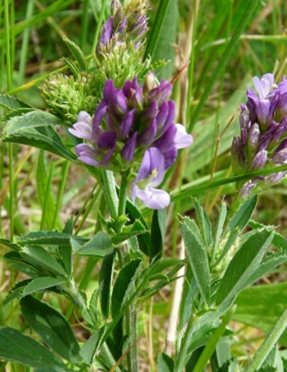 أصغر  زهور في العالم: هل صادفت أحدهم من قبل؟ صورة رقم 10