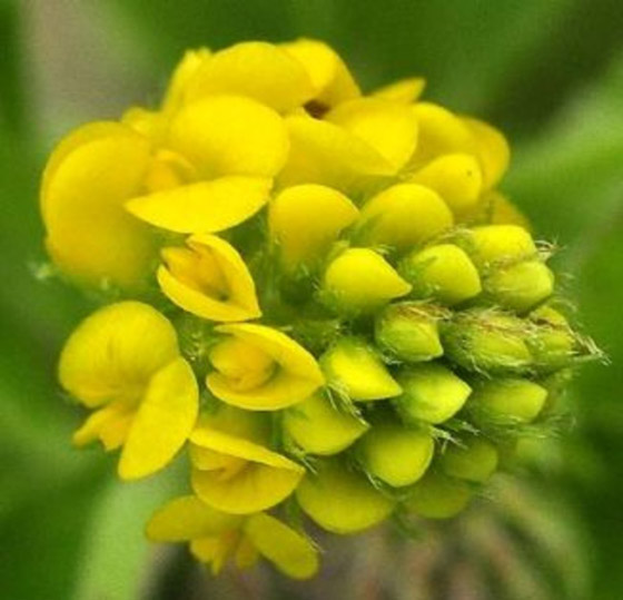 أصغر  زهور في العالم: هل صادفت أحدهم من قبل؟ صورة رقم 11