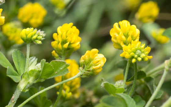 أصغر  زهور في العالم: هل صادفت أحدهم من قبل؟ صورة رقم 12