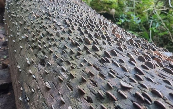 اليكم 16 لقطة مدهشة من الطبيعة ليس لها تفسير صورة رقم 4