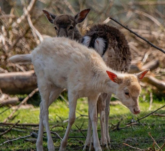 اليكم 16 لقطة مدهشة من الطبيعة ليس لها تفسير صورة رقم 5