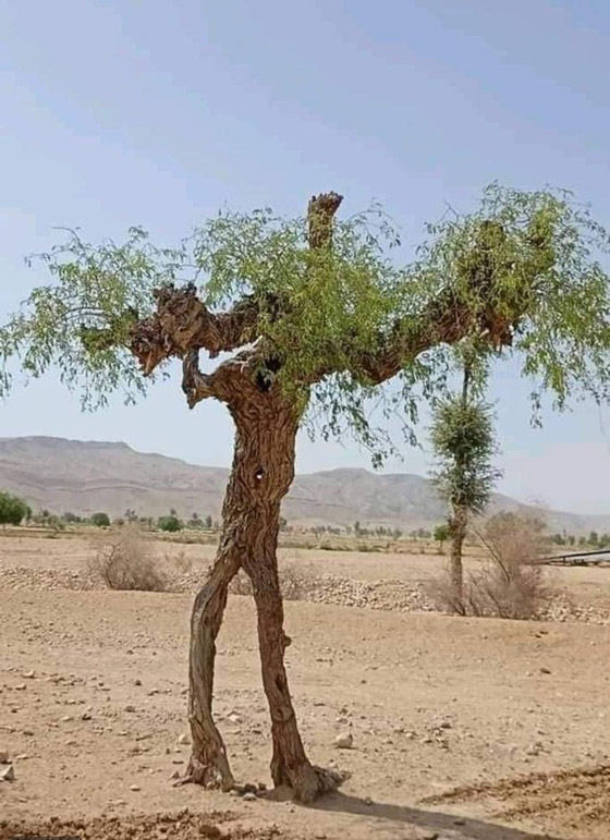 اليكم 16 لقطة مدهشة من الطبيعة ليس لها تفسير صورة رقم 1