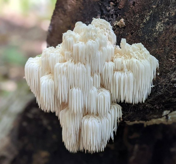 اليكم 16 لقطة مدهشة من الطبيعة ليس لها تفسير صورة رقم 6