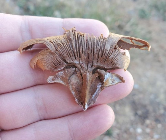 اليكم 16 لقطة مدهشة من الطبيعة ليس لها تفسير صورة رقم 7