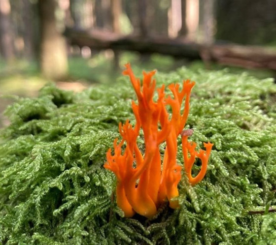 اليكم 16 لقطة مدهشة من الطبيعة ليس لها تفسير صورة رقم 11