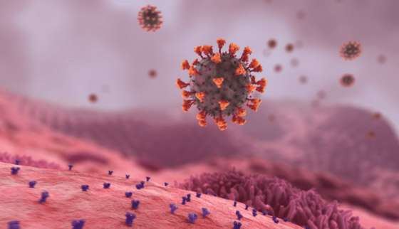 فيديو رائع لحظة بلحظة.. هكذا يخترق كورونا أجسادنا، وهكذا يعمل اللقاح! صورة رقم 2 فيديو رائع لحظة بلحظة.. هكذا يخترق كورونا أجسادنا، وهكذا يعمل اللقاح! صورة رقم 2