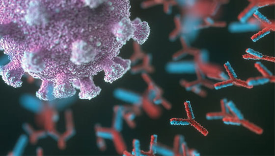 فيديو رائع لحظة بلحظة.. هكذا يخترق كورونا أجسادنا، وهكذا يعمل اللقاح! صورة رقم 5 فيديو رائع لحظة بلحظة.. هكذا يخترق كورونا أجسادنا، وهكذا يعمل اللقاح! صورة رقم 5