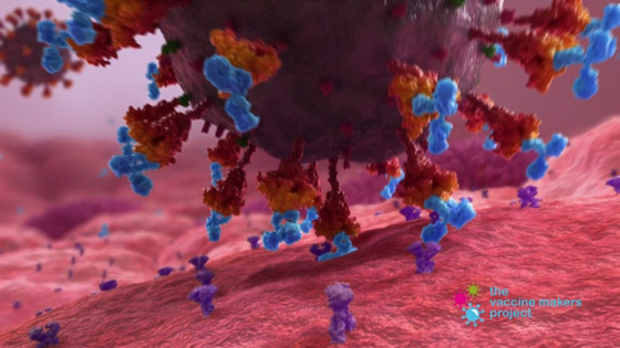 فيديو رائع لحظة بلحظة.. هكذا يخترق كورونا أجسادنا، وهكذا يعمل اللقاح! صورة رقم 8 فيديو رائع لحظة بلحظة.. هكذا يخترق كورونا أجسادنا، وهكذا يعمل اللقاح! صورة رقم 8