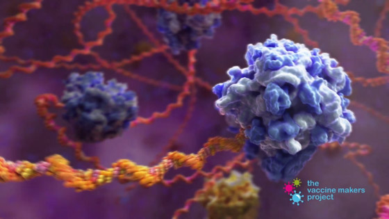 فيديو رائع لحظة بلحظة.. هكذا يخترق كورونا أجسادنا، وهكذا يعمل اللقاح! صورة رقم 10 فيديو رائع لحظة بلحظة.. هكذا يخترق كورونا أجسادنا، وهكذا يعمل اللقاح! صورة رقم 10