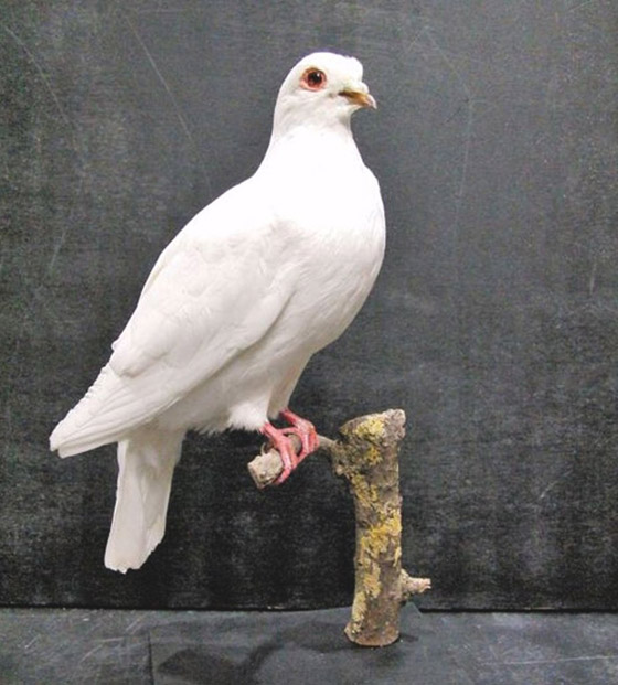 صور مضحكة:أفكار لهدايا غير متوقعة حصلوا عليها هؤلاء الأشخاص صورة رقم 6