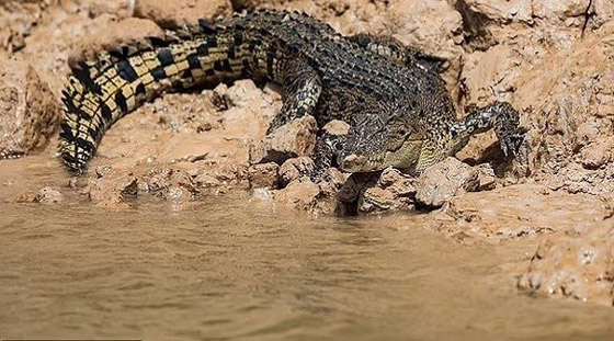 ينجوان من الموت بعد الغرق في نهر تماسيح بأستراليا صورة رقم 2