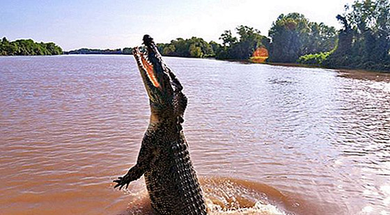 ينجوان من الموت بعد الغرق في نهر تماسيح بأستراليا صورة رقم 1