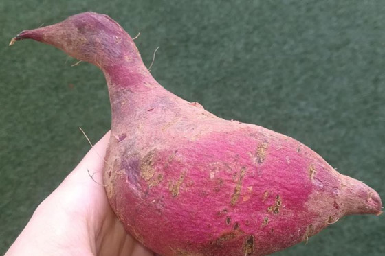 خدع بصرية من الطبيعة.. لا تحكم على الصورة من النظرة الأولى صورة رقم 1