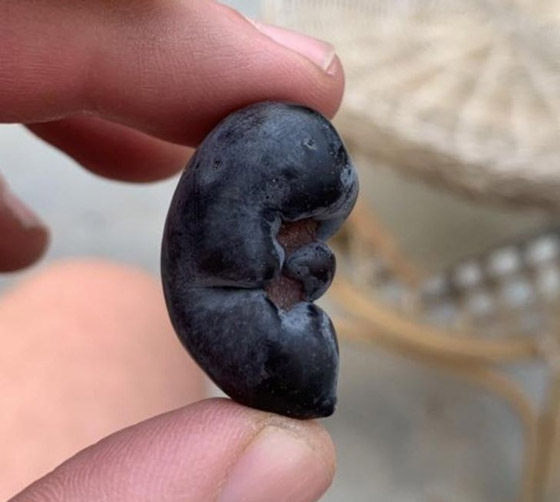 خدع بصرية من الطبيعة.. لا تحكم على الصورة من النظرة الأولى صورة رقم 8