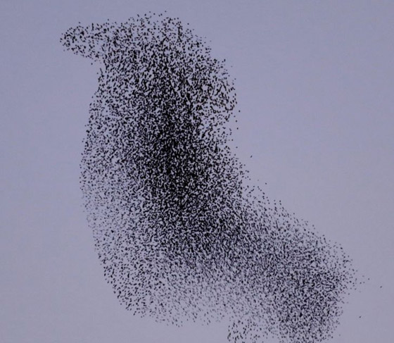 خدع بصرية من الطبيعة.. لا تحكم على الصورة من النظرة الأولى صورة رقم 10