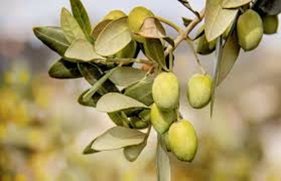 أغرب  قوانين يمكن أن تتعرض لها في العالم صورة رقم 3