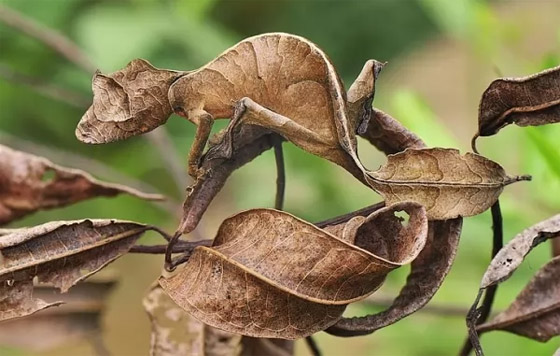 بالصور: تعرفوا إلى 11 من الحيوانات المموهة المذهلة صورة رقم 4